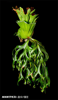 趣味の園芸9月号(ビカクシダ)