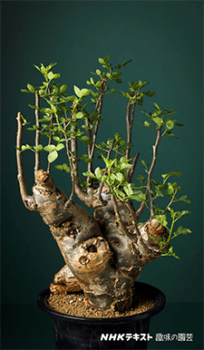 趣味の園芸9月号(多肉植物特集コーデックス)